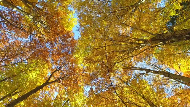 4K - Faggeta in autunno