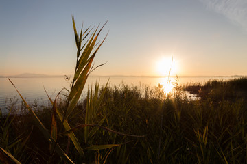 Sunset at the lake, with reeds and plants in the foreground and sun low on the horizon