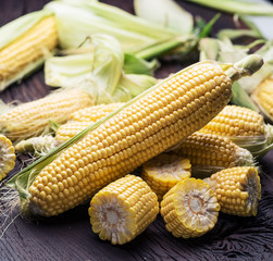 Ear of maize or corn on the dark wooden background.