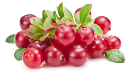 Ripe cranberries and green leaves on the white background.