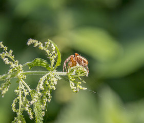 European garden spider