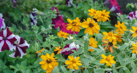 Beautiful flowers in the garden.