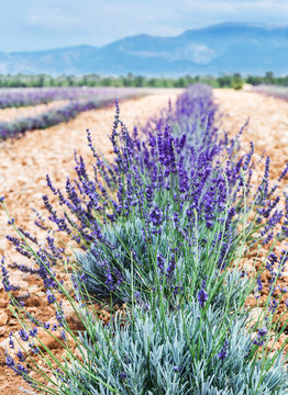 Field of young lavender flowering plants. Blue sky at the background.