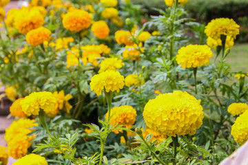 marigold in the garden