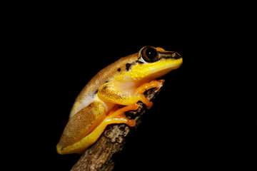 beautiful yellow tree frog, madagascar