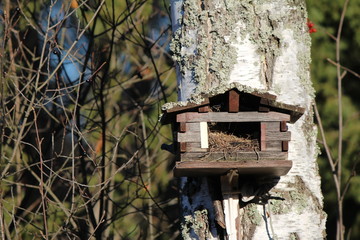 house bird in forest 