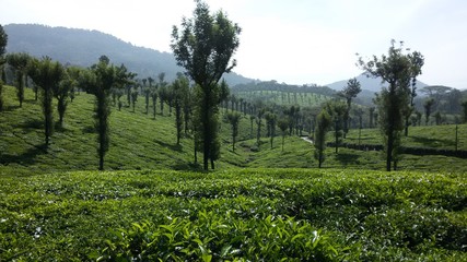 Fototapeta na wymiar Tea Plantation