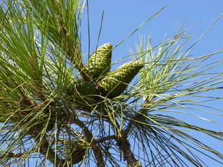 pine cone on a tree - 179951003