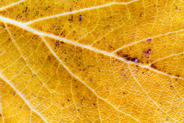 Detalle hoja de Álamo Blanco. Populus alba.
