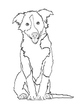 Dog vector outline drawing, sketch, coloring book. Black and white contour cartoon shaggy dog full-length isolated on white background