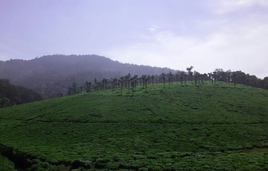 Tea Plantation