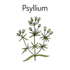 Ispaghula plantago psyllium , medicinal plant