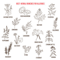 Best herbal remedies for allergies