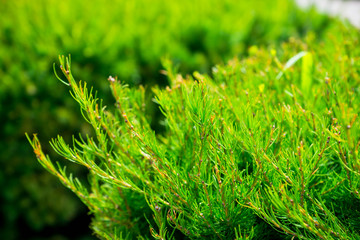 Green thuja bush in the garden. Selective focus.
