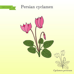 Cyclamen cyclamen persicum , flowering plant
