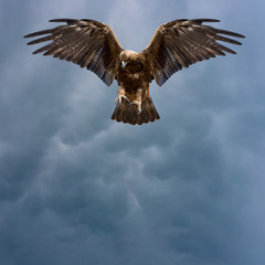 Obraz premium golden eagle in the dark sky