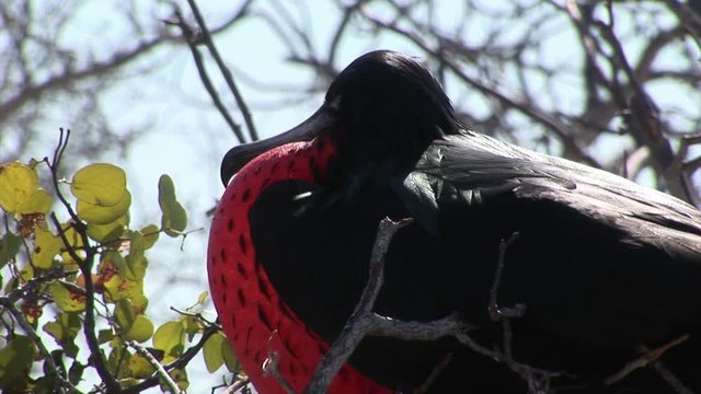 Frigate bird with red breast on Galapagos Islands. . Amazing beautiful inhabitant of Ecuador with long beak. Bright colorful video closeup.