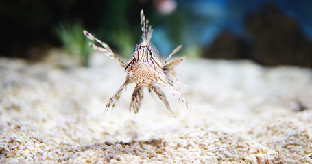 Portrait of beautiful venomous lion fish in aquarium