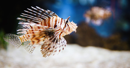 Portrait of beautiful venomous lion fish in aquarium