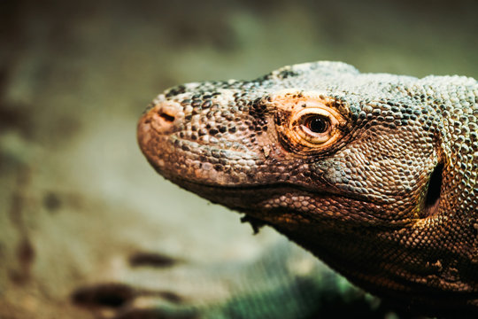 Close-up picture of lizard standing calmly in nature