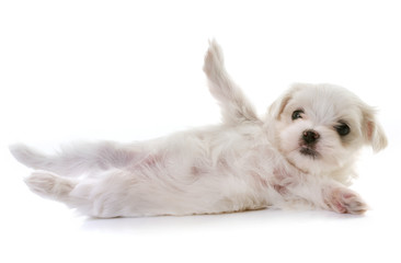puppy maltese dog