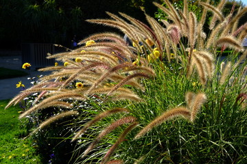Les plantes d'automne à Paris, France