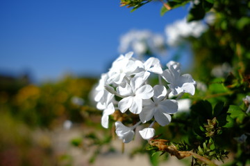 Fleurs blanches à Paris, France