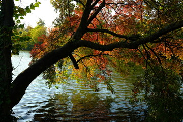 Dans la forêt d'automne à Paris, France