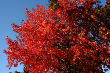 Dans la forêt d'automne à Paris, France