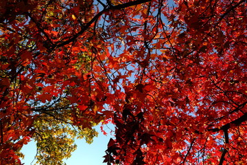 Dans la forêt d'automne à Paris, France
