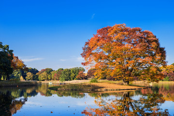 昭和記念公園 水鳥の池の紅葉