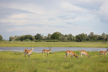 Wild Impala Antelope in African Botswana savannah