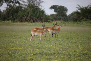 Naklejka na ściany i meble Wild Impala Antelope in African Botswana savannah