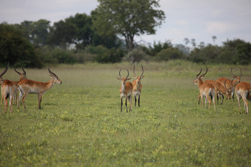 Wild Impala Antelope in African Botswana savannah