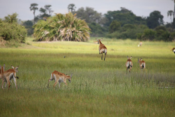 Wild Impala Antelope in African Botswana savannah