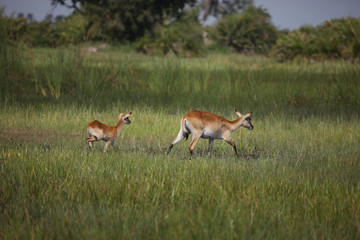 Wild Impala Antelope in African Botswana savannah