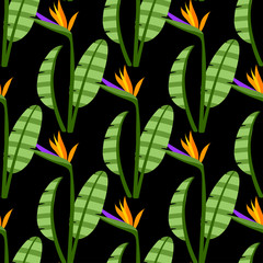 Strelitzia Seamless Pattern Colorful bright flowers on black background.