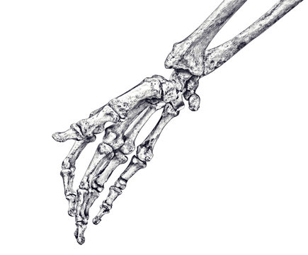 human hand skeleton sketch