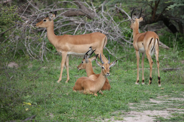 Naklejka na ściany i meble Wild Impala Antelope in African Botswana savannah