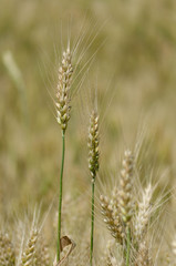 Golden Wheat Field with ripe ears of corn