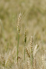 Fototapeta premium Golden Wheat Field with ripe ears of corn