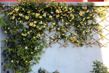 Rose rampicanti