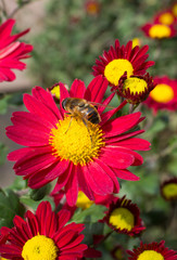Aster flowers, autumn background