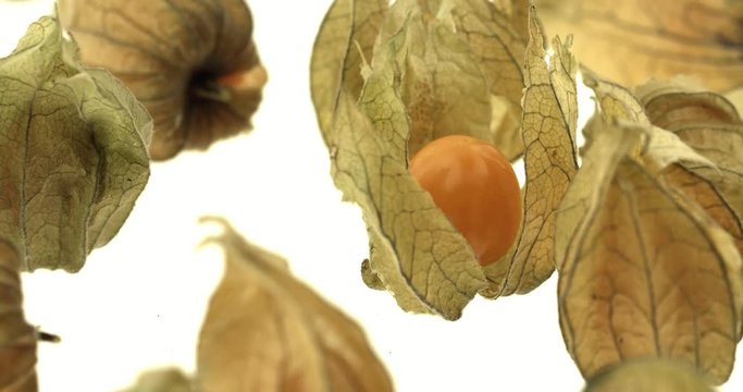 Cape gooseberry physalis 