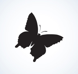 Butterfly. Vector drawing