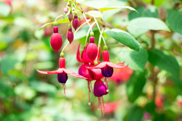 Closeup red flowers and green leaves background in garden