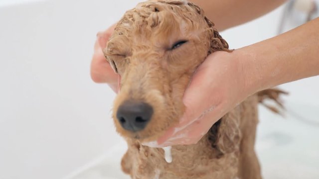 Female hands washing the dog .
