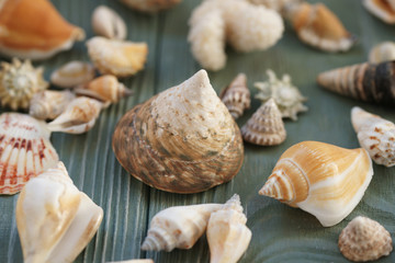 Shells on a wooden background