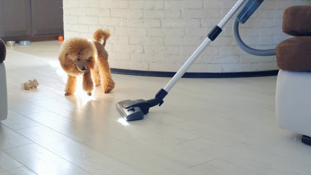 Dog playing with a brush of a working vacuum cleaner.
