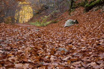 Abruzzo (Italy) - Campo di Giove wood in autumn time. Fall colors.
